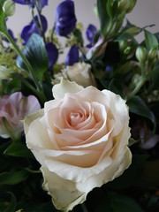 White rose close up