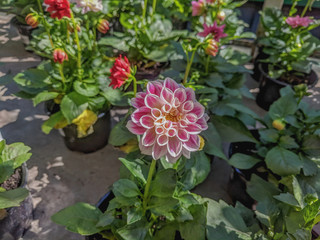  Beautiful vibrant summer blooming dahlia flowers