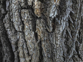 Atmospheric texture of natural wood bark