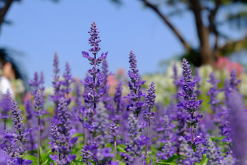 Close-up of beautiful lavender flowers in the garden