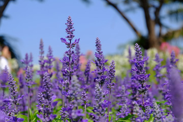 Close-up of beautiful lavender flowers in the garden