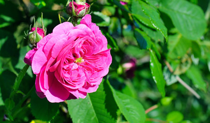 Rose flower on a background of green leaves.