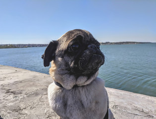 portrait of a cute pug on a walk