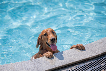 Golden retriever playing in the pool