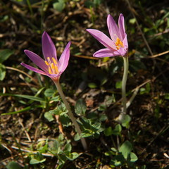 Crocus blossoms in Picos de Europa at the trail from Poncebos to Camarmena in Asturia,Spain,Europe