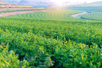 Tea plantation, Green tea plantaion, wavy of rows tea on hill in sunlight