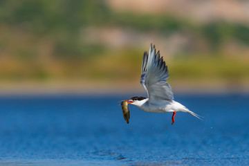 White cute birds. Tern. Blue water nature background. 