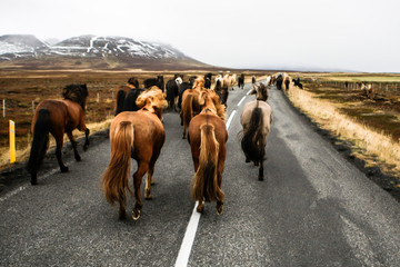 Troupeau de chevaux islandais au trot sur une route goudronnée en Islande