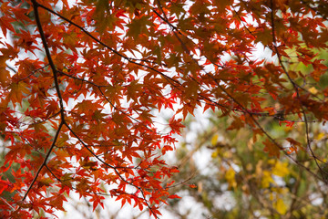 red maple leaves in autumn