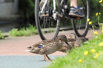 ducks and bicycle along the union canal in edinburgh