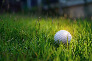 Golf ball on green grass in beautiful golf course