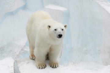 Fototapeta na wymiar Polar bear (Ursus maritimus) adult. White bear