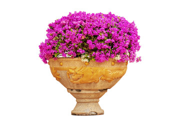 The pink bougainvillea in a flowerpot on a white background.