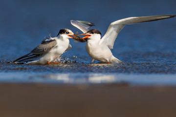 White cute birds. Tern. Blue water nature background. 