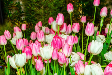 Obraz premium White tulip and pink tulip prominent and beautiful in the garden.