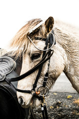 Gros plan d'une tête de cheval islandais avec sa bride © Photos Eric Malherbe