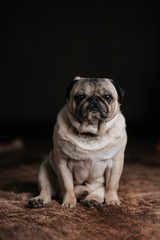 Adorable sleepy pug  dog sitting on bear fur carpet and trying to sleep