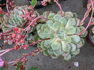  beautiful succulents stone roses ehverii in the garden