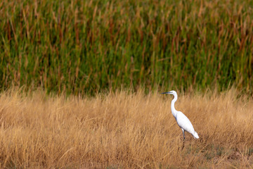 Obraz na płótnie Canvas Heron Little Egret. Nature background. Bird: Little Egret. Egretta garzetta. 