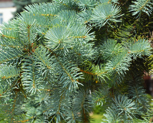 Naklejka na ściany i meble Colorado Blue Spruce Tree Branches. Blue spruce tree.