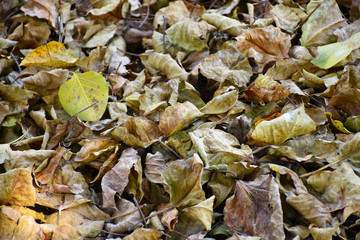 dry leaves on the floor