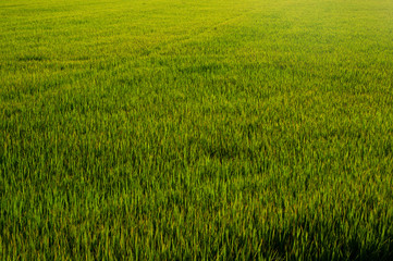 green yellow rice field agriculture farming background