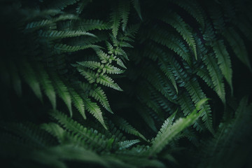 Green fern background in the forest - obrazy, fototapety, plakaty