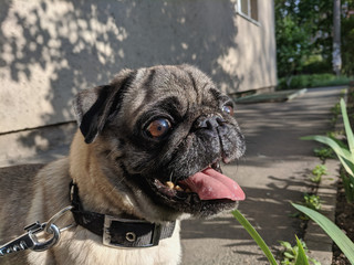 portrait of a cute pug on a walk