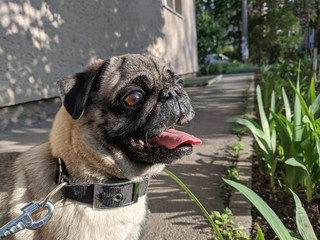 portrait of a cute pug on a walk