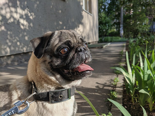 portrait of a cute pug on a walk