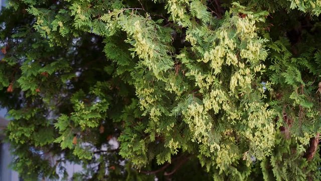 Thuja occidentalis, a genus of evergreen conifers and shrubs. cypress family.