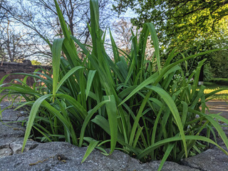 Obraz premium flowers in the garden