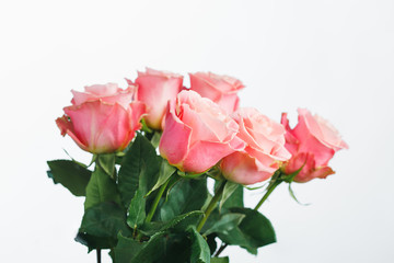 pink roses bouquet, white background