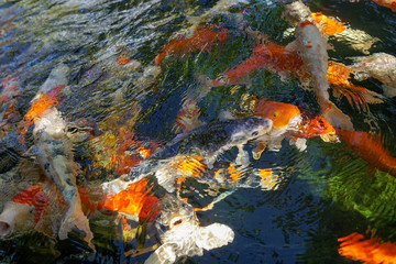 Fototapeta na wymiar Colorful fancy carp fish swimming in a pond.