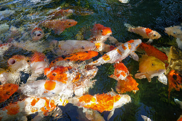 Obraz na płótnie Canvas Colorful fancy carp fish swimming in a pond.