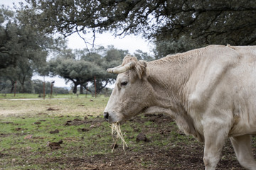 cow
