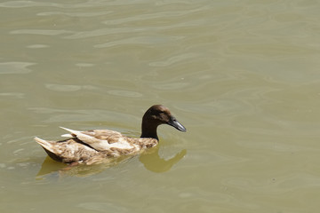 The duck swimming in the water.