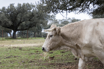 cow