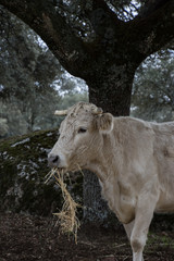 cow
