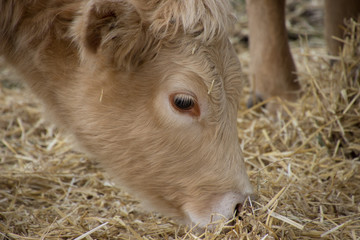 cow