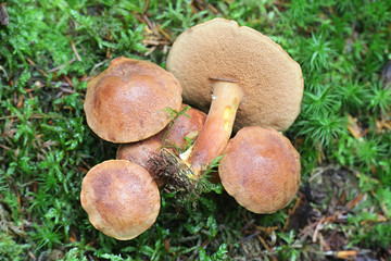 Chalciporus piperatus, commonly known as the peppery bolete, wild mushroom from Finland
