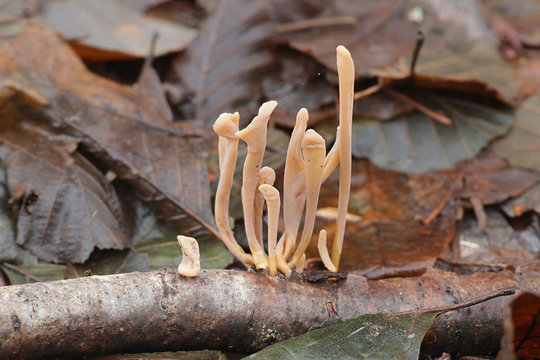 Macrotyphula fistulosa, known as pipe club fungus, wild mushroom from Finland