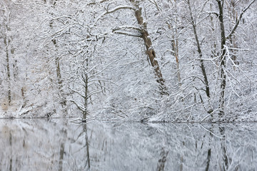 Snow flocked trees on the shoreline of Hall Lake with reflections in calm water, Yankee Springs State Park, Michigan, USA