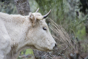 cow