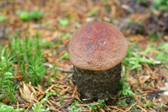 Leccinum versipelle, known orange birch bolete, wild edible mushrooms from Finland