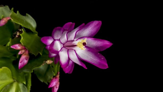Time lapse of Schlumbergera cactus flowering on black background Schlumbergera flower rotation. Close up. 4K