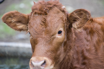cow