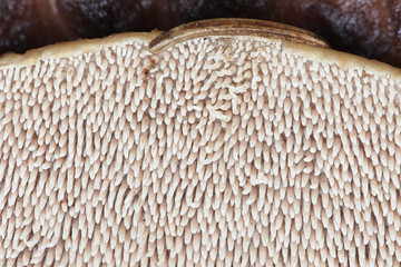 Sarcodon imbricatus, known as the shingled hedgehog, scaly hedgehog or  Scaly Tooth, underside of a tooth fungus from Finland