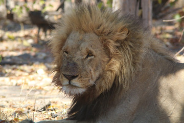 Naklejka premium Lion in Botswana