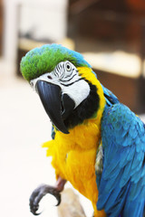 Big beautiful parrot close up. Beautiful bird